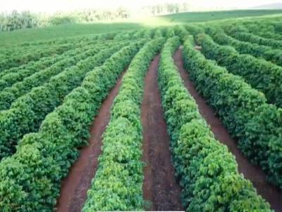 Fazenda para Venda, em Piraju, bairro Centro