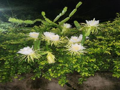 Ch�cara para Venda, em Lins, bairro Ch�cara Est�ncia dos Pinhais, 3 dormit�rios, 2 banheiros, 1 su�te, 5 vagas